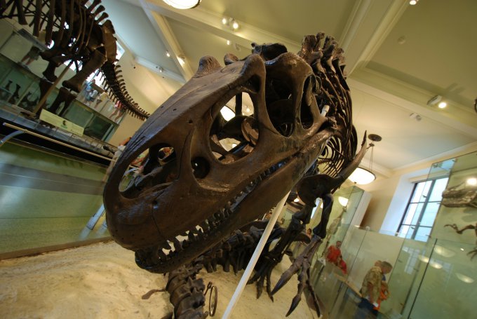 szkielet tyranozaura 